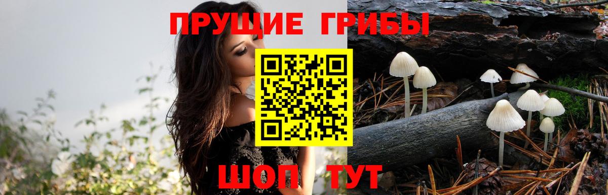 Галлюциногенные грибы Psilocybine cubensis Малгобек